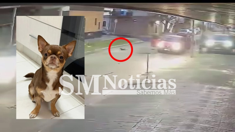 Robo en Caseros: Asaltan familia y se escapa su perro
