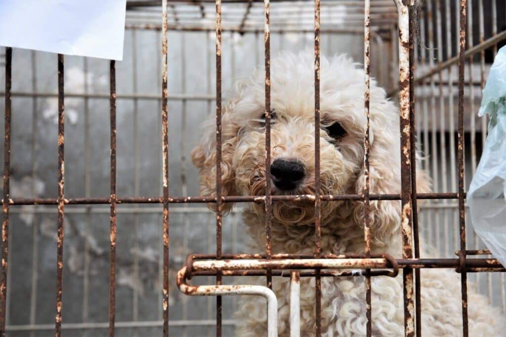 Longchamps: Desarticulan criadero clandestino de perros