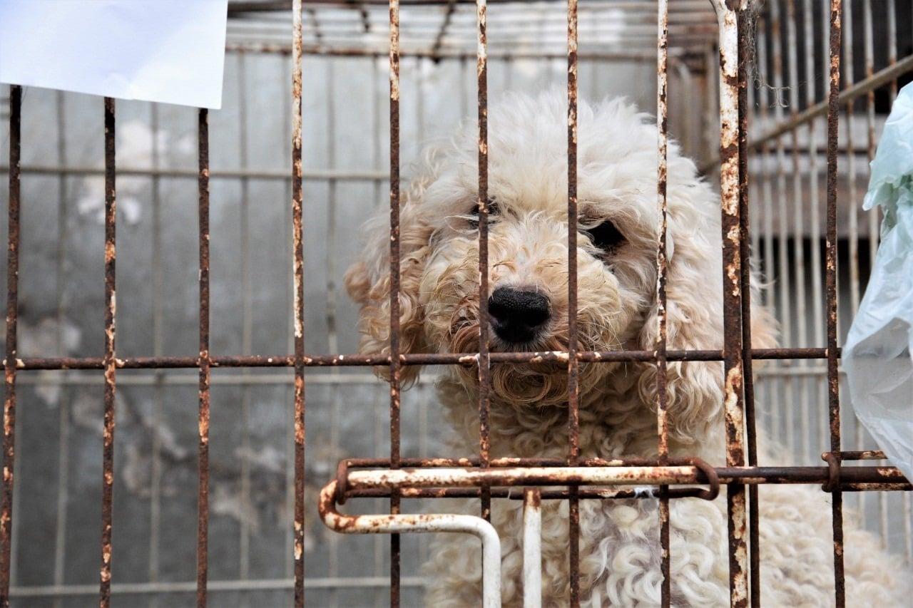 Longchamps: Desarticulan criadero clandestino de perros
