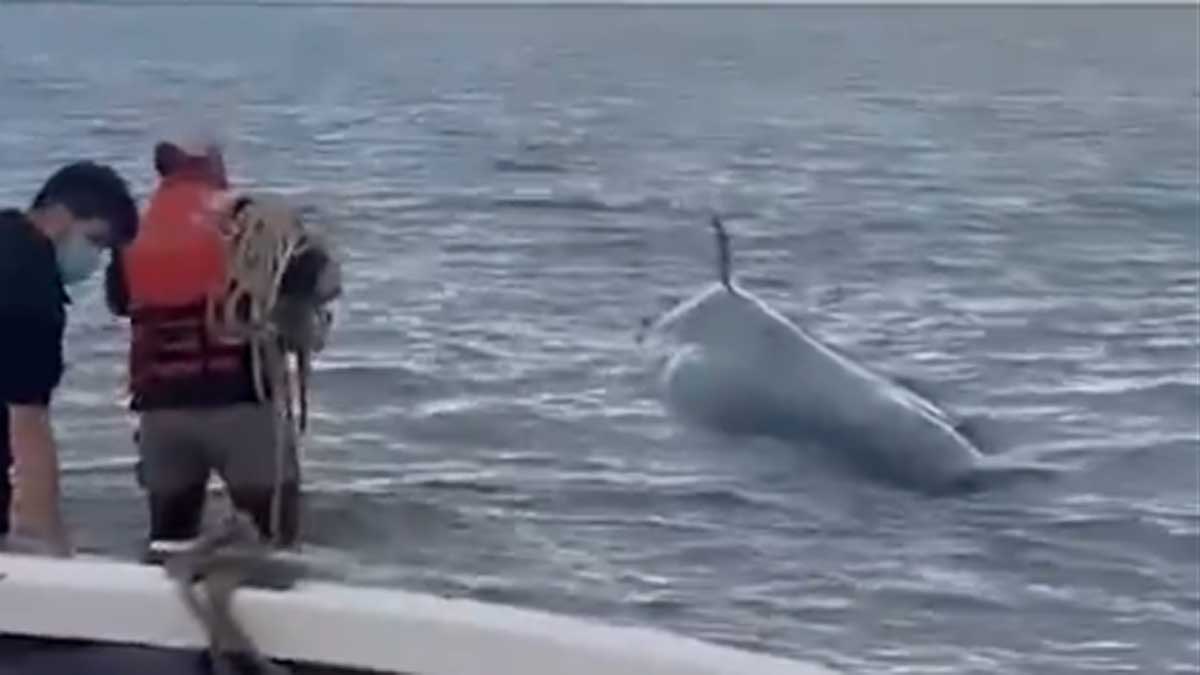 Apareció una ballena varada en la costa de San Isidro