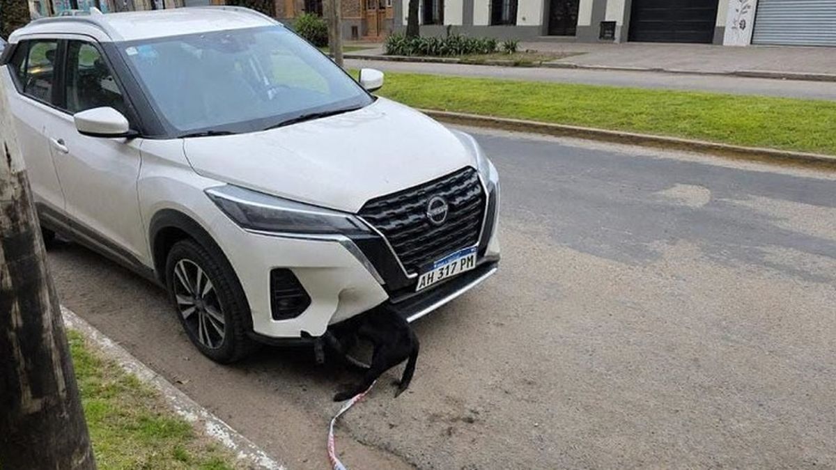 Demoran a escribana tras circular con un perro atropellado en el paragolpes