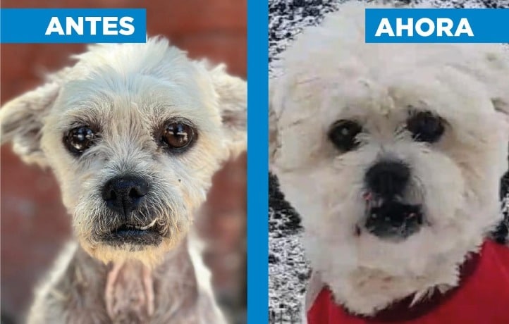 La conmovedora historia de Arturo, el perro rescatado que ahora vive en Bariloche