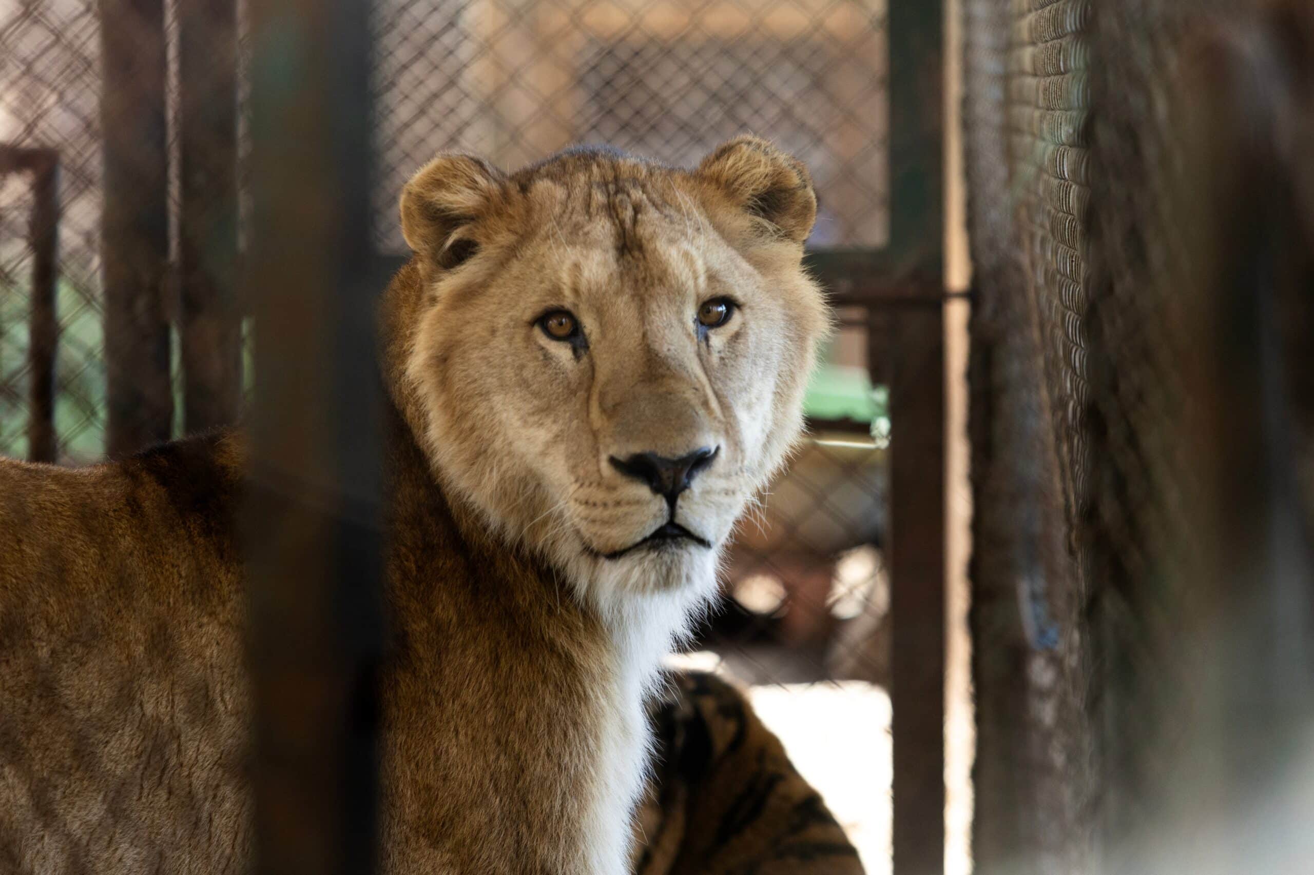 Los tigres de Luján despegaron rumbo a Sudáfrica