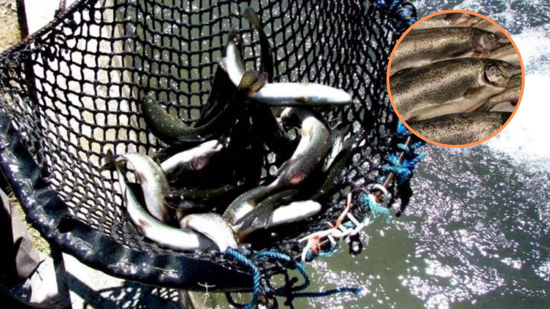 Oleaje en el Titicaca afecta la crianza de truchas y genera riesgo