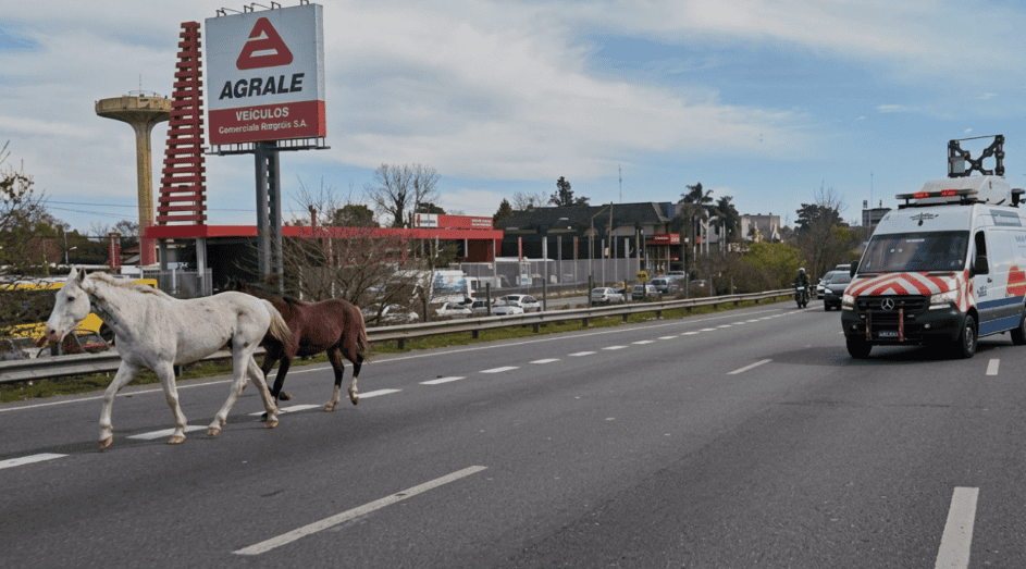 Escobar: caballos sueltos generaron peligro en la Panamericana