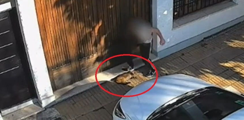 Indagaron al adolescente que le pisó la cabeza a un gato en Temperley