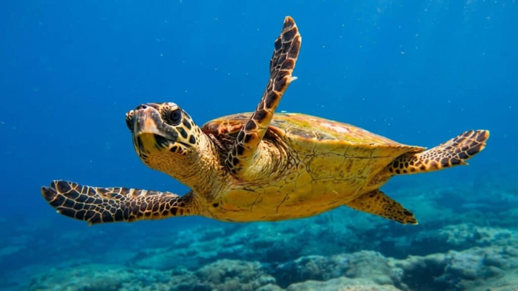 México: aseguran 75 tarántulas y 20 tortugas en autobús