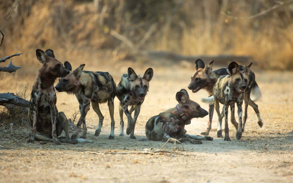 Récord histórico en Zambia: perros salvajes africanos recorren más de 4.000 kilómetros