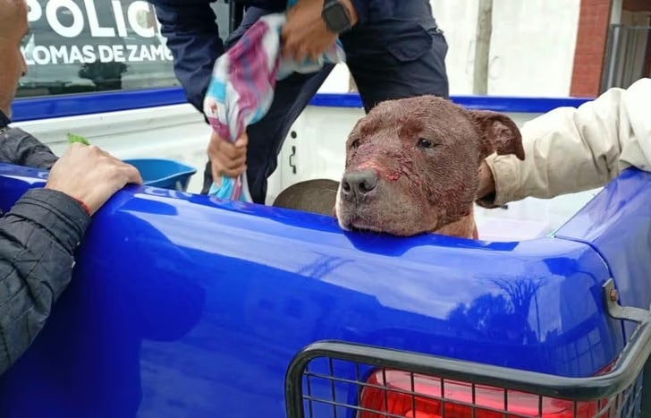 Temperley: un pitbull ingresó a una vivienda y atacó a las mascotas del lugar