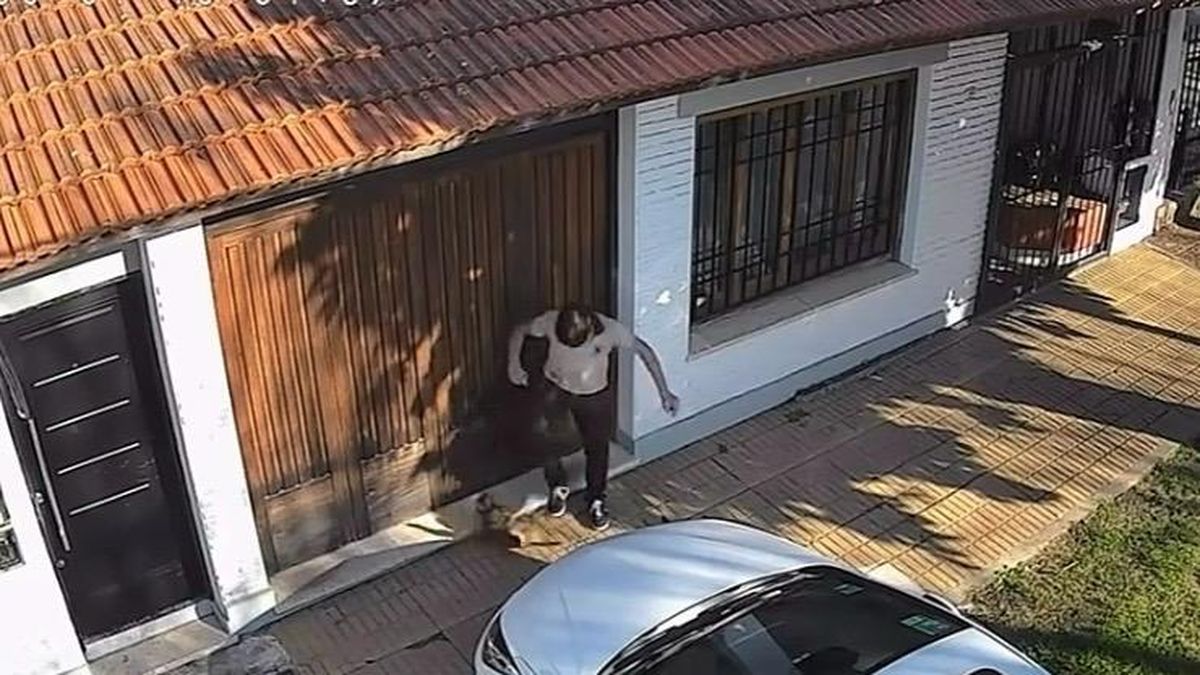 Temperrey: repudian a un joven que pateó a un gato con uniforme escolar