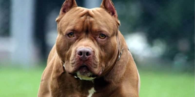 Una beba de cinco meses murió tras ser atacada por un pitbull