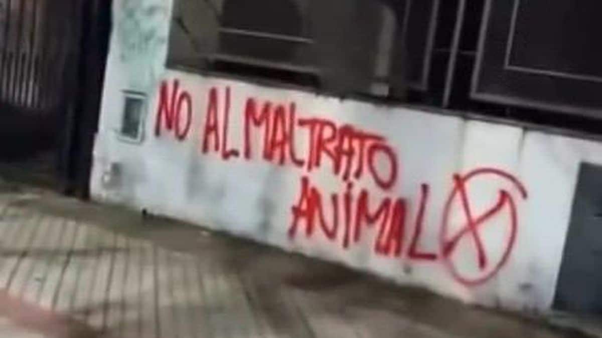 Vandalizaron la casa del adolescente que maltrató a un gato en Temperley