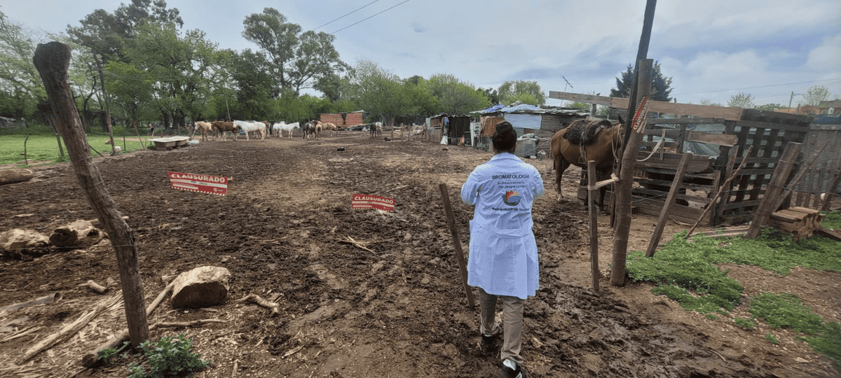 Clausuraron un pensionado de caballos sin habilitación en Escobar